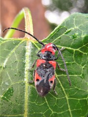 Tetraopes discoideus