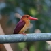 Ruddy Kingfisher - Photo (c) Josh, some rights reserved (CC BY-NC), uploaded by Josh