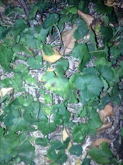Angiospermae