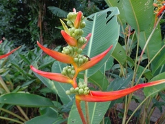 Heliconia aemygdiana