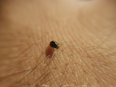 Hyperaspis sphaeridioides