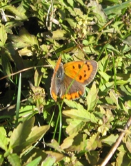 Lycaena phlaeas hypophlaeas