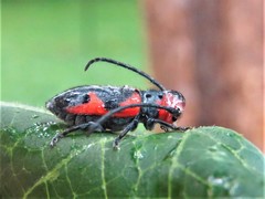 Tetraopes discoideus