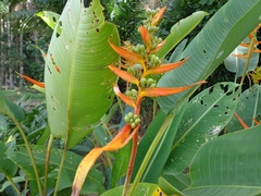 Heliconia aemygdiana