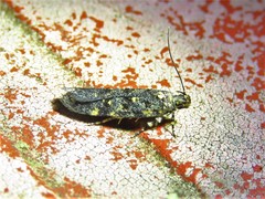 Chionodes bicostomaculella