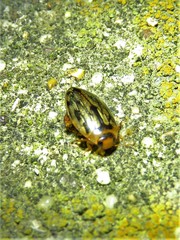 Coptotomus
