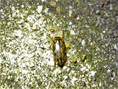 Coptotomus