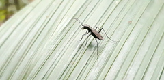 Odontochilina