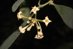 Daphnopsis americana