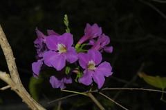 Bignonia binata