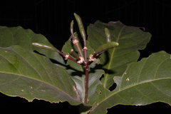 Capparidastrum frondosum