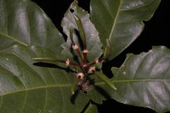 Capparidastrum frondosum