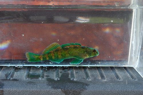 Greenside darter (Etheostoma blennioides) — Percidae