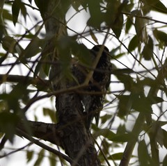 Sphyrapicus nuchalis
