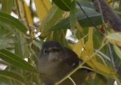 Vireo cassinii