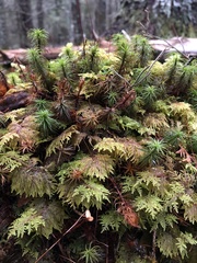 Hylocomium splendens image