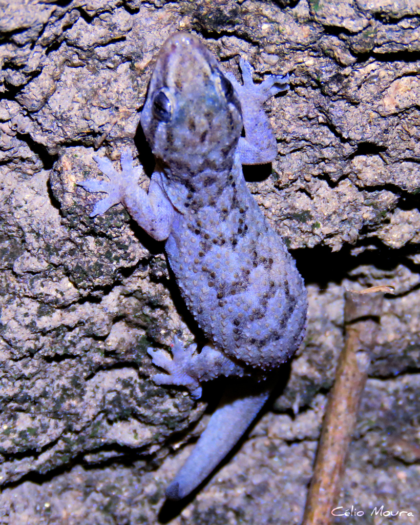 Country Leaf-Toed Gecko