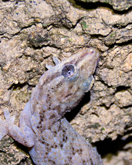 Country Leaf-Toed Gecko photo 2