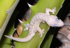 Country Leaf-Toed Gecko photo 3