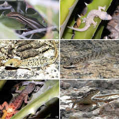 Country Leaf-Toed Gecko photo 4