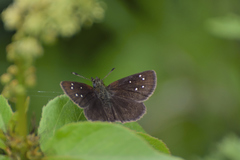 Piruna brunnea