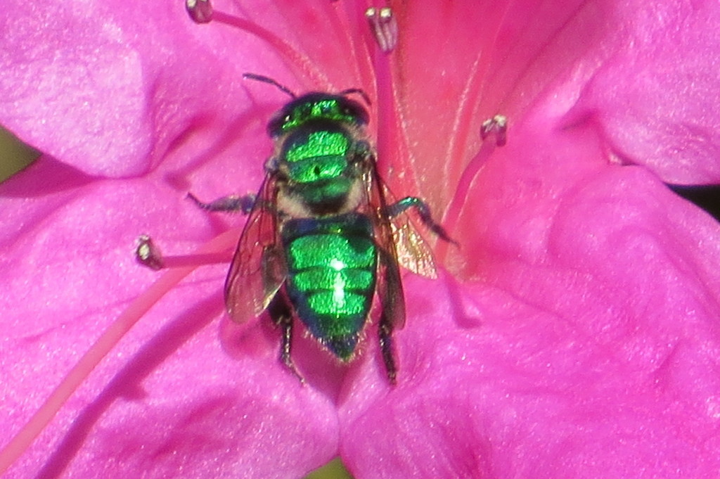 Dilemma Orchid Bee from Koreshan State Park, Estero, FL 33928, USA on ...