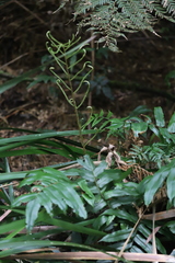 Blechnum wattsii