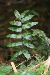 Blechnum wattsii