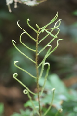 Blechnum wattsii
