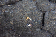 Munidopsis polymorpha