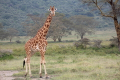 Giraffa camelopardalis rothschildi