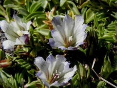 Gentiana newberryi