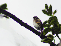 Ochthoeca rufipectoralis