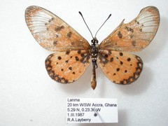Acraea neobule neobule