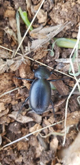 Carabus impressus