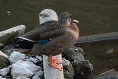 Anas platyrhynchos × zonorhyncha