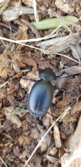 Carabus impressus