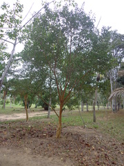 Plinia edulis