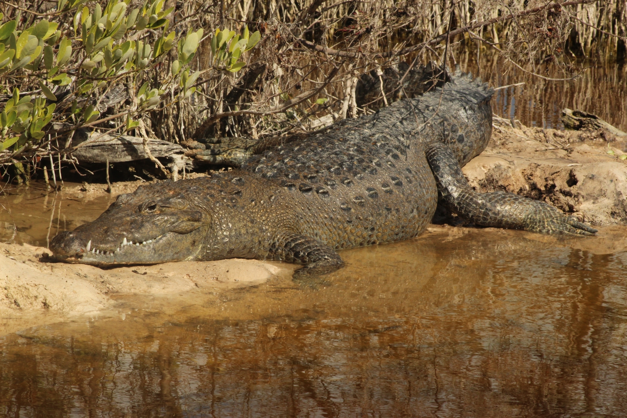 Cocodrilo de Pantano (Crocodylus moreletii) · NaturaLista Mexico