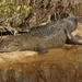 Crocodylus moreletii - Photo (c) Pedro E. Nahuat-Cervera,  זכויות יוצרים חלקיות (CC BY-NC), uploaded by Pedro E. Nahuat-Cervera