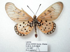 Acraea neobule neobule