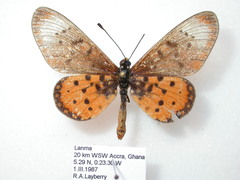 Acraea neobule neobule