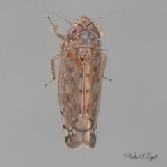 Osbornellus filamentus