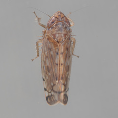 Osbornellus filamentus