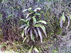 Notogrammitis ciliata