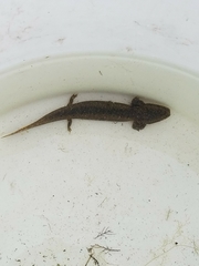 Necturus maculosus