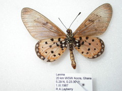 Acraea neobule neobule