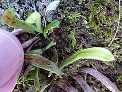 Notogrammitis ciliata