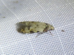 Taygete attributella