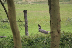 Lophaetus occipitalis